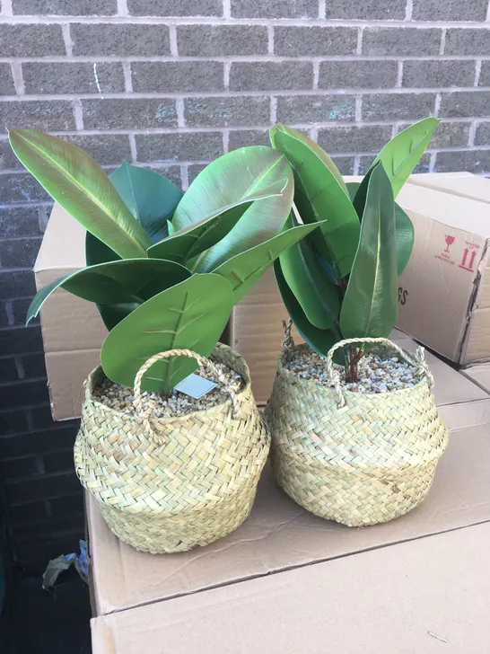 BRAND NEW BOXED PAIR OF GEORGE HOME FIDDLE LEAF'S IN WOVEN BASKETS 