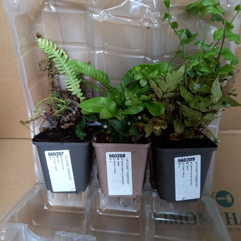 EVERGREEN HARDY FERN COLLECTION 3X9CM